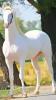 الصورة الرمزية احمدعلي