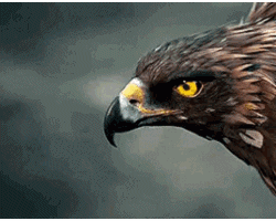 الصورة الرمزية ۩◄عبد العزيز شلبى►۩